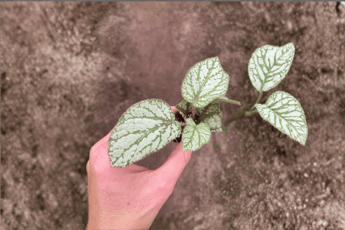 Begonia U309 Starter Plants - 2 Bare Root Begonia U309 Starter Plants