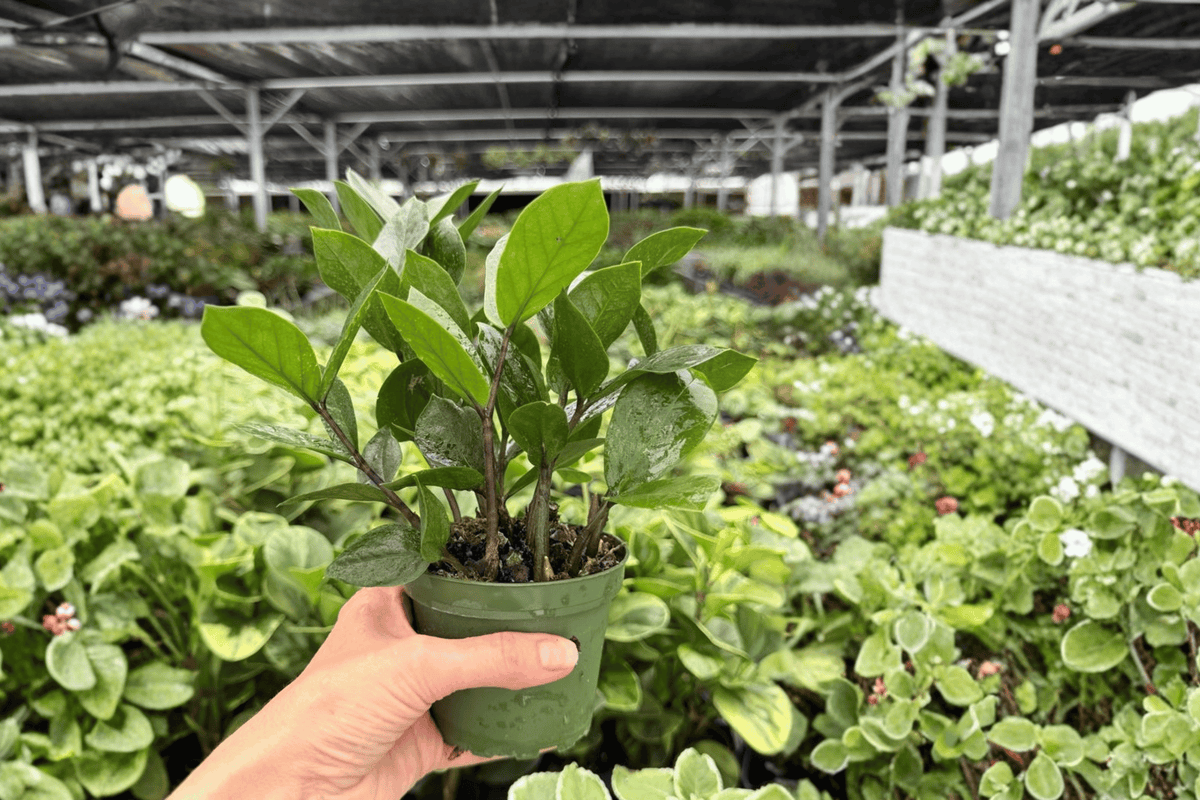 ZZ Plant (Zamioculcas zamiifolia) - 2 Live 4-Inch Pots - Shipped Potted