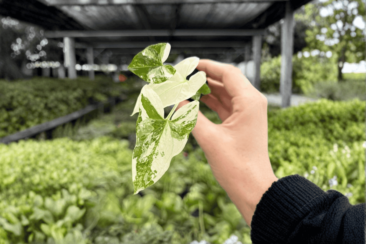 Syngonium Albo Podophyllum Starter Plants (2) - Variegated Arrowhead, Live