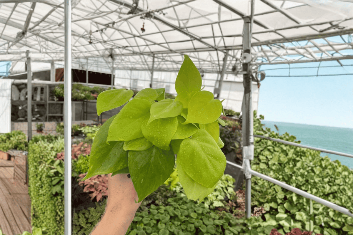 Lemon Lime Heartleaf Philodendron Live Plants - 2 in 4-Inch Pots