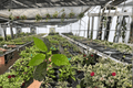 Croton Red Iceton (Codiaeum variegatum) Live Starter Plants – 2 in Soil Pods