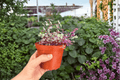 Tradescantia Pink Panther Live Plants - 2 in 4-Inch Pots
