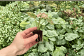 Caladium Scarlet Mary Starter Plants (2) - Live Potted Caladiums