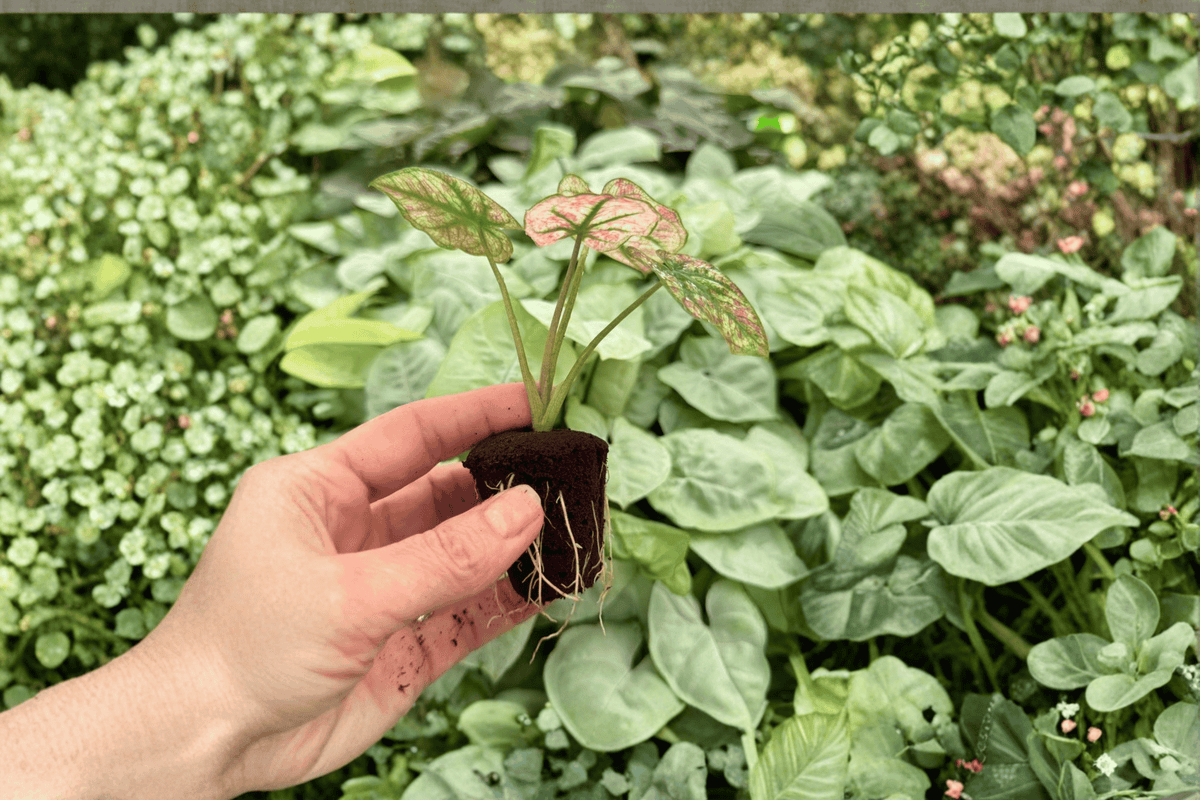 Caladium Scarlet Mary Starter Plants (2) - Live Potted Caladiums