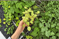 Variegated Cupid Peperomia (Peperomia scandens 'Variegata') - 2 Live Plants in 4-Inch Pots