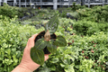 Anthurium Papi x Xone – 2 Live Plants in 4-Inch Pots
