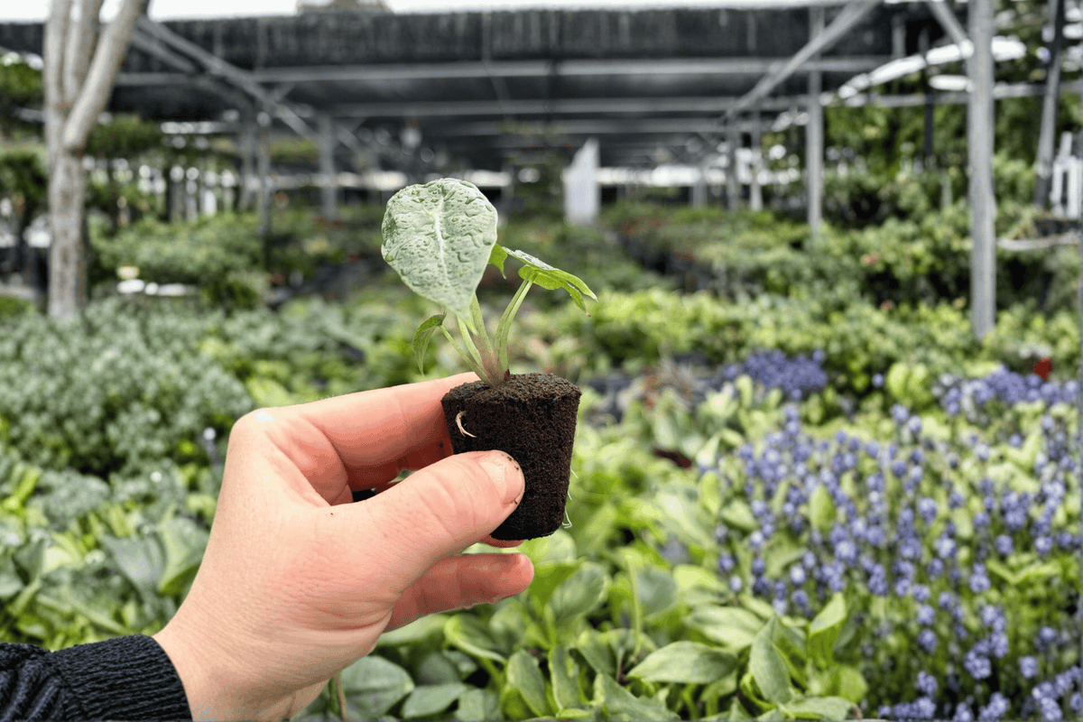 Alocasia Parasol Starter Live Plants - 2 Exact Tiny Plants in 2" Pots