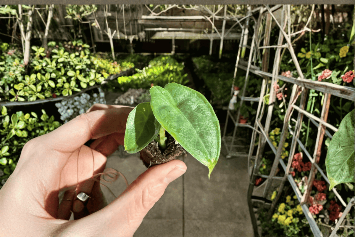 Alocasia puncak borneensis Starter Plants (2-Pack) Bare Root – Live Tropical Aroid