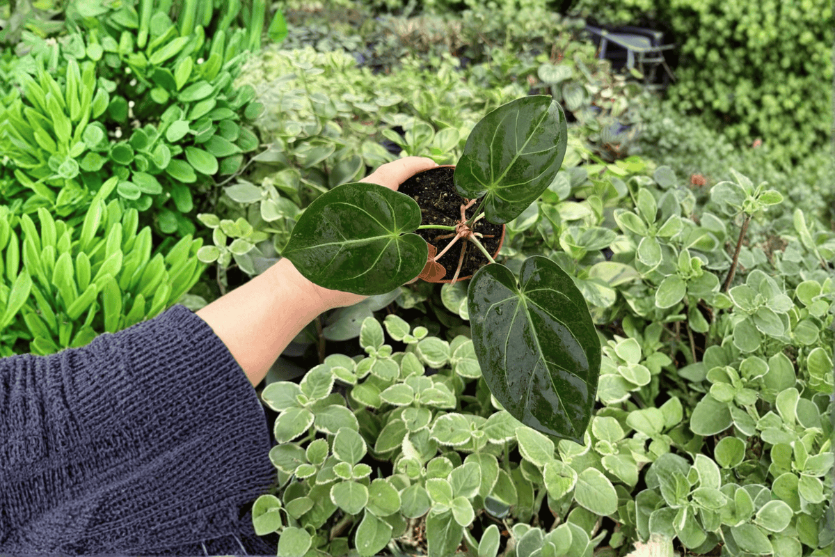 Anthropodium Ace of Spades × Hoffmanii Anthurium - 2 Live Plants in 4-Inch Pots