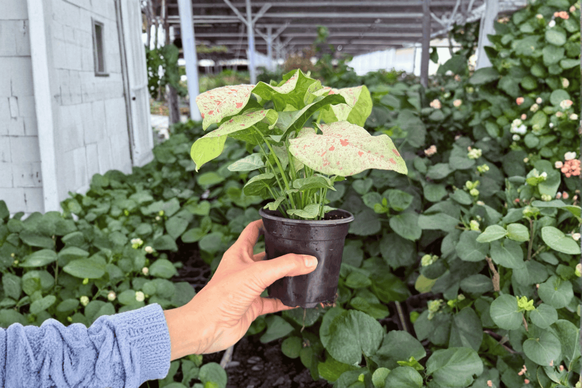 Syngonium Milk Confetti – 2 Live Plants in 4-Inch Pots | Syngonium podophyllum