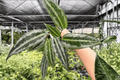 Schismatoglottis Silver Indukan Live Plants - 2 in 4-Inch Pots
