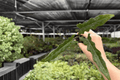 Alocasia Lauterbachiana Starter Plants (2) – Plug, Exact Clones