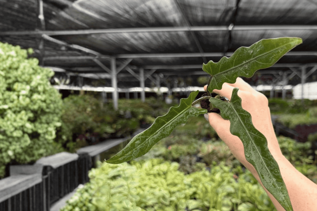 Alocasia Lauterbachiana Starter Plants (2) – Plug, Exact Clones