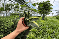 Sansevieria Marginata Jade Live Plants - 2x 4-Inch Pots