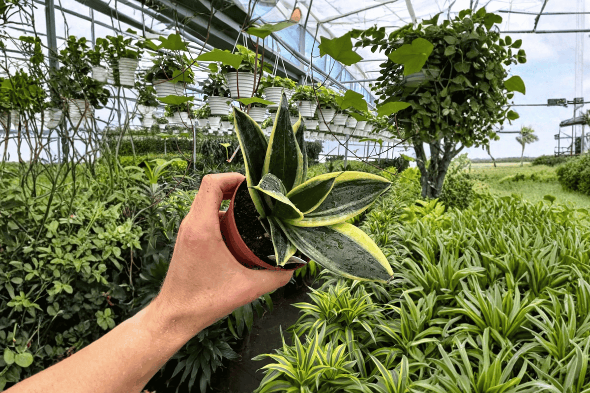 Sansevieria Marginata Jade Live Plants - 2x 4-Inch Pots