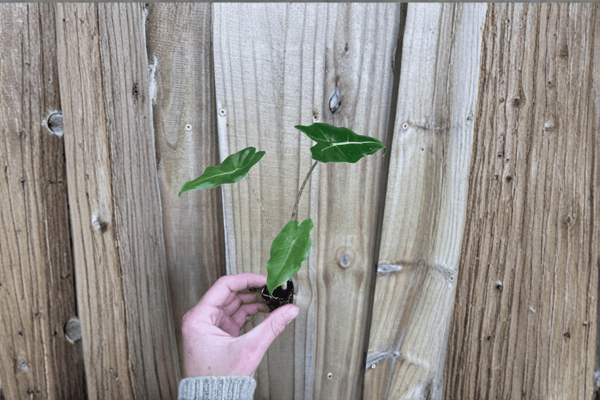 Alocasia Sarian Starter Plants (2) – Live Alocasia Sarian Plants, 2" Pots