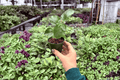 Jennie Lynn Hibiscus Starter Plants (2) in 2-Inch Pots – Hibiscus 'Jennie Lynn'