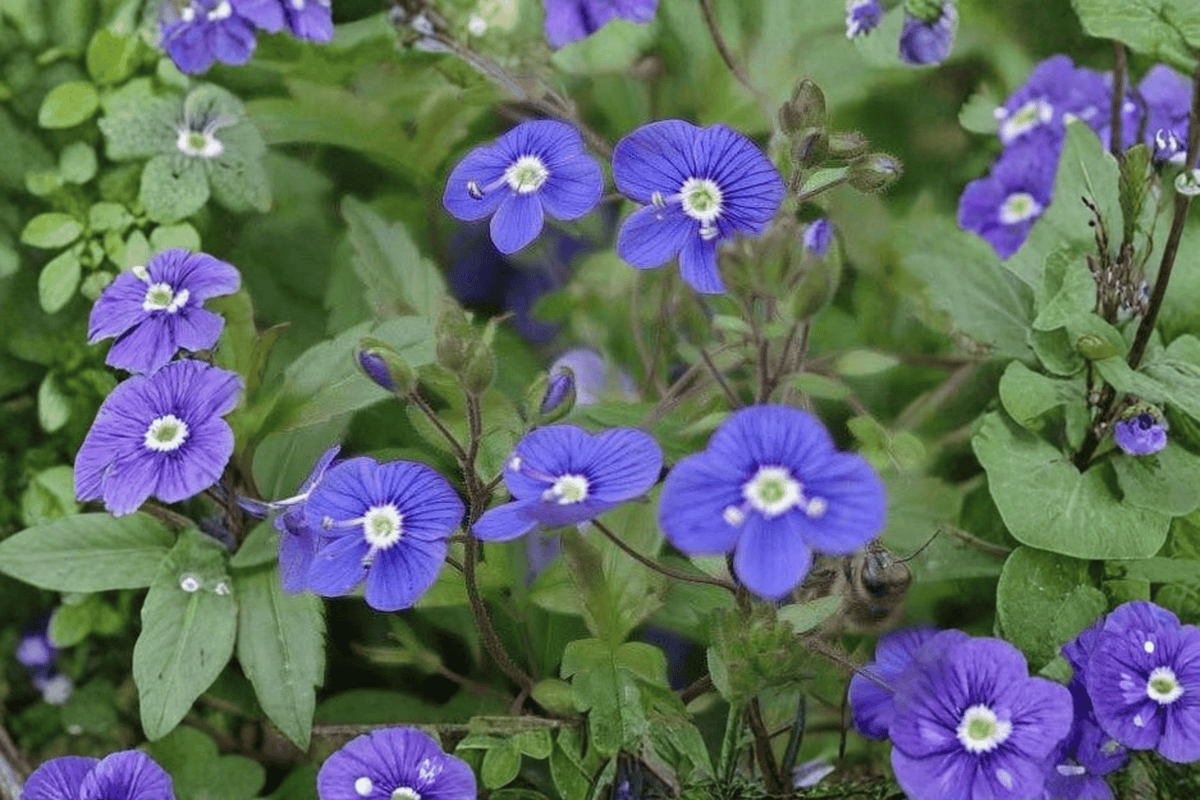 Georgia Blue Speedwell Live Plant (Veronica peduncularis 'Georgia Blue') - 4-Inch Pot