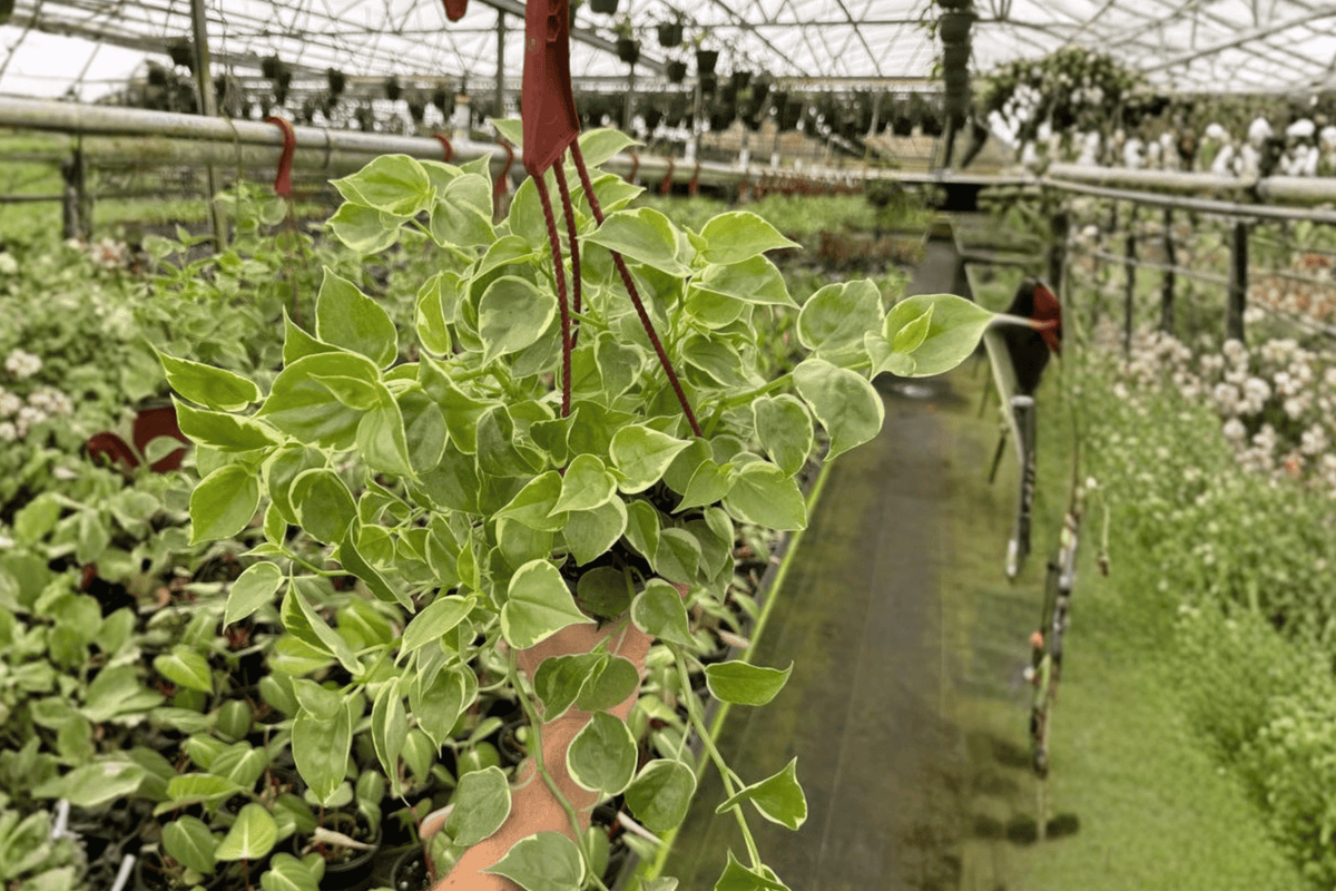 Peperomia Cupid (Peperomia scandens) - 2 Live Bare Root Plants in 6-Inch Hanging Basket Size