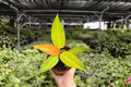 Philodendron Red Sun Live Plants – 2 Plants in 4" Pot (Exact Plants)