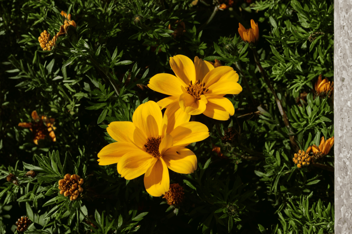 Bidens 'Tweety' Beggarticks Live Plant - 4-inch Pot