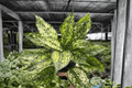 Aglaonema Wintery Winehouse — 2 Live Plants in 4-Inch Pots