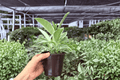 Ficus elastica 'Tineke' - 2 Exact Live Plants in 4-inch Pots