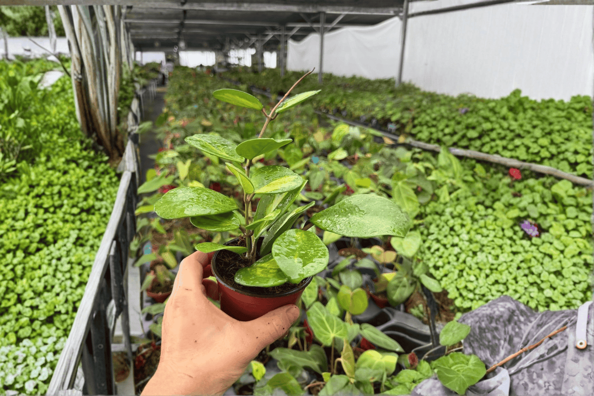 Variegated Hoya Obovata - 2 Bare-Root Live Plants, 4-Inch Pots (Exact Plants pictured)