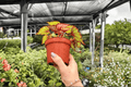 Harmony’s Crimson Oak Begonia – 2 Live 4-Inch Pots (Exact Plants)