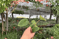 Philodendron Billienum | 2 Live Starter Plants (Billietiae × Pastazanum) in Soil Pod