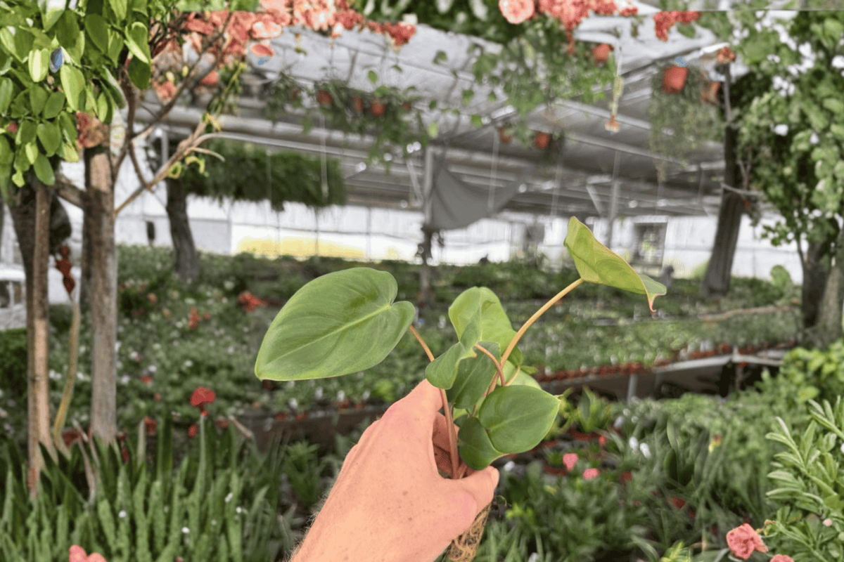 Philodendron Billienum | 2 Live Starter Plants (Billietiae × Pastazanum) in Soil Pod