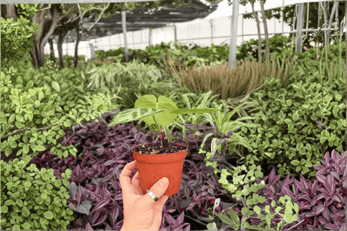 Anthurium Silver x Ferrari | 2 Exact Live Plants in 4-Inch Pots