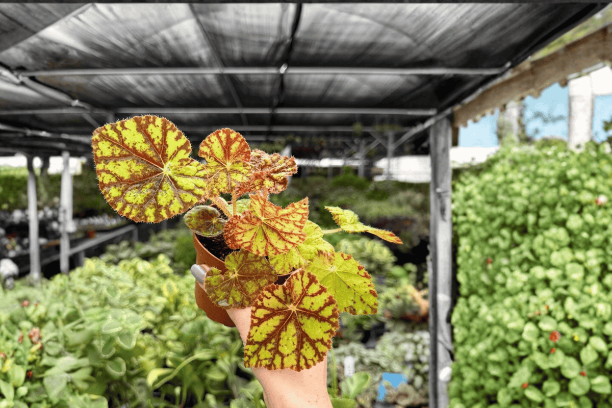 Begonia Cowardly Lion - 2 Live Plants in 4-Inch Pots