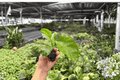 Foxy Lady Hibiscus - 2 Live Starter Plants (Hibiscus rosa-sinensis) Shipped in Soil Pods