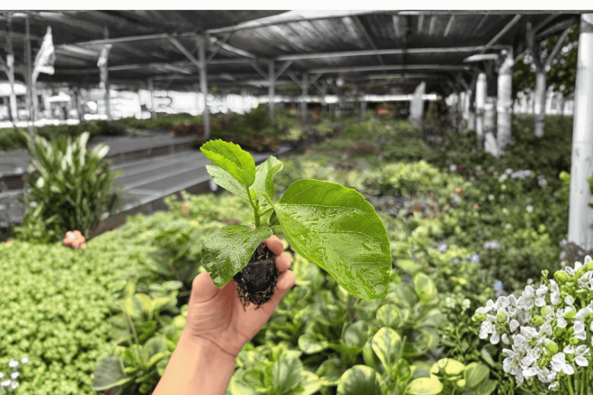 Foxy Lady Hibiscus - 2 Live Starter Plants (Hibiscus rosa-sinensis) Shipped in Soil Pods
