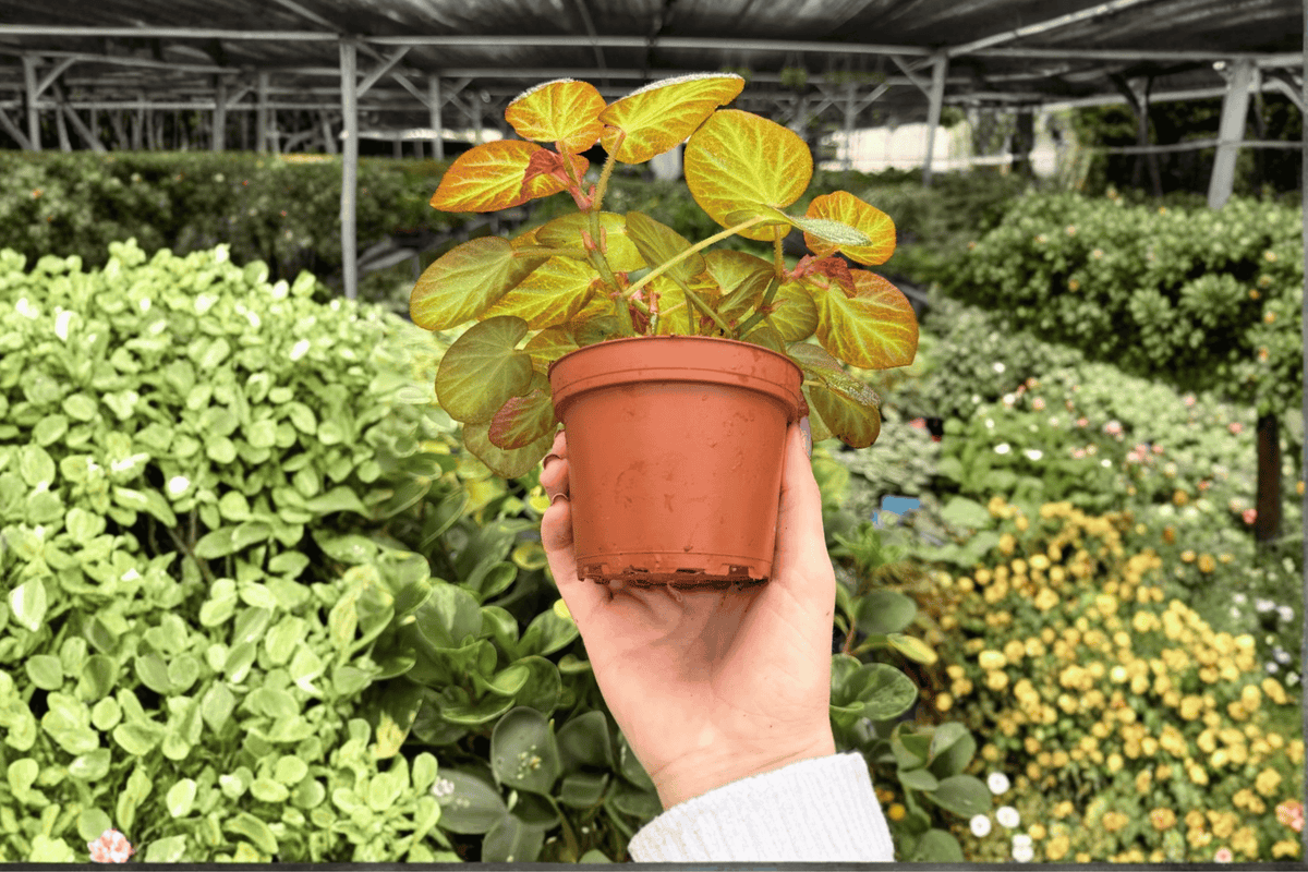 Begonia Manaus - 2 Exact Live Plants in 4-Inch Pots