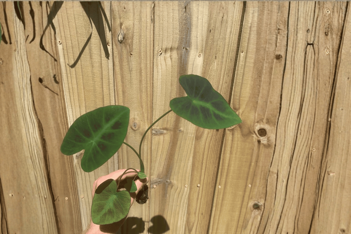 Colocasia Coal Miner Starter Plants (2) | Live Colocasia Coal Miner - 2" Pot