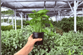 Syngonium Red Yami Live Plant Pair - 4-Inch Pots