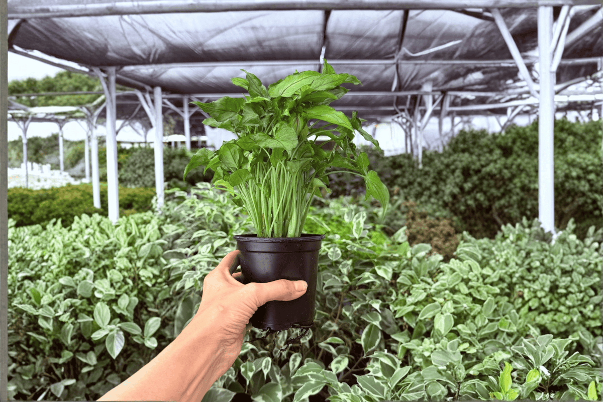 Syngonium Red Yami Live Plant Pair - 4-Inch Pots