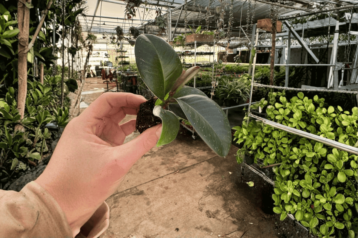 Ficus Sophia Starter Plants (2) - Ficus elastica 'Sophia' 2-Inch Bare Root with Intact Soil Pod