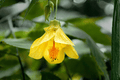 Abutilon Lucky Lantern Yellow Flowering Maple - 4-Inch Pot Live Plant