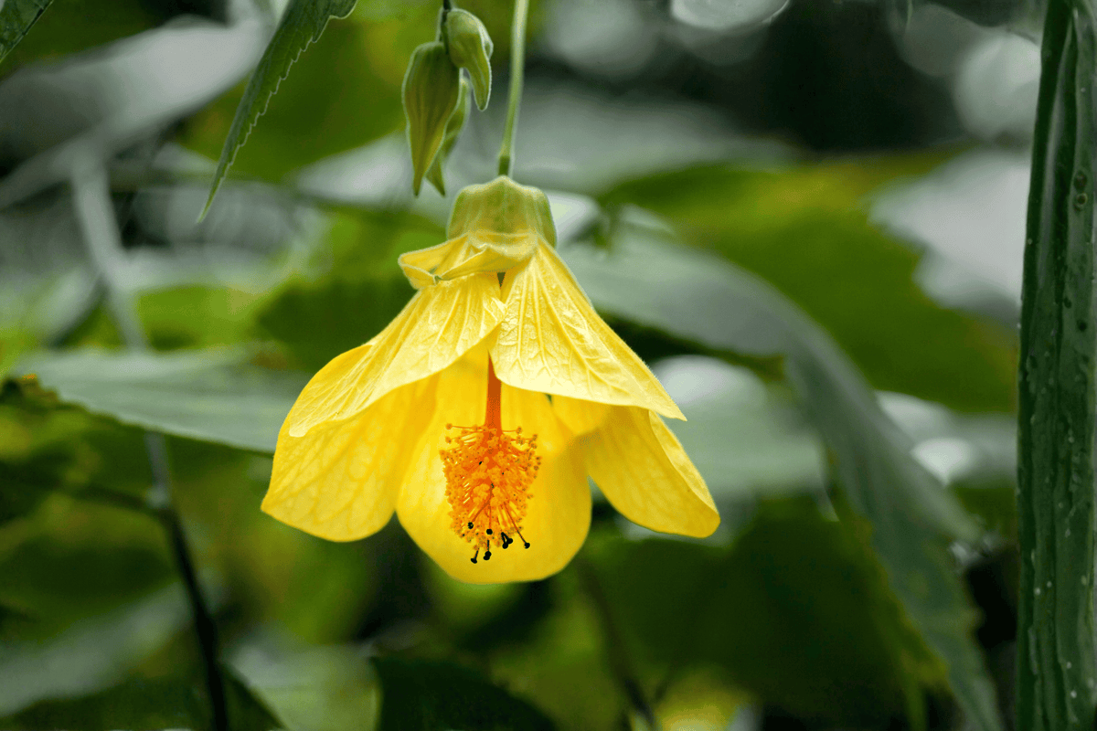 Abutilon Lucky Lantern Yellow Flowering Maple - 4-Inch Pot Live Plant
