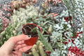 Edgar’s Baby Dragon Fruit Starter Plants (2) | Selenicereus Hybrid, Bare Root