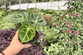 Anthurium Dressleri x Dorayaki Hybrid - 2 Live 4-Inch Potted Plants