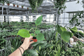 Anthurium Oaxaca Starter Plants (2-Pack) – Bare Root 2-Inch Pots