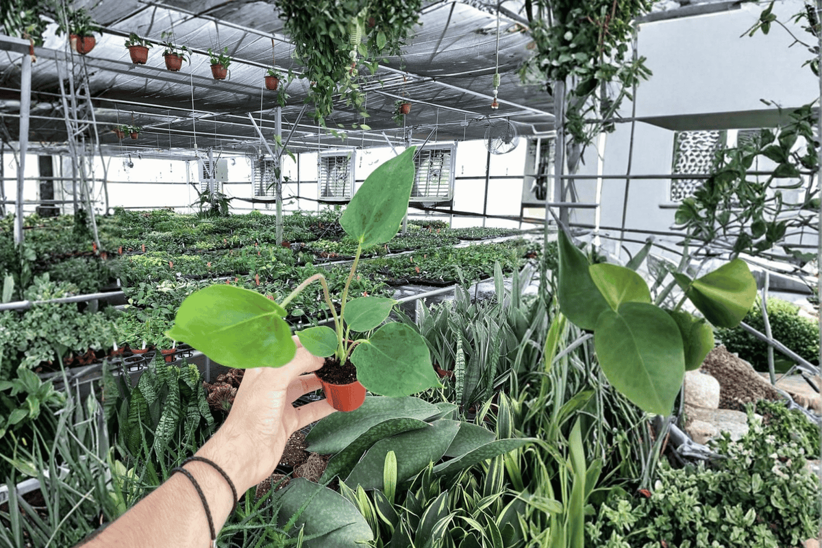 Anthurium Oaxaca Starter Plants (2-Pack) – Bare Root 2-Inch Pots