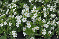 Snowflake Bacopa Sutera cordata ‘Snowflake’ – 1 Live Plant in 4-Inch Pot