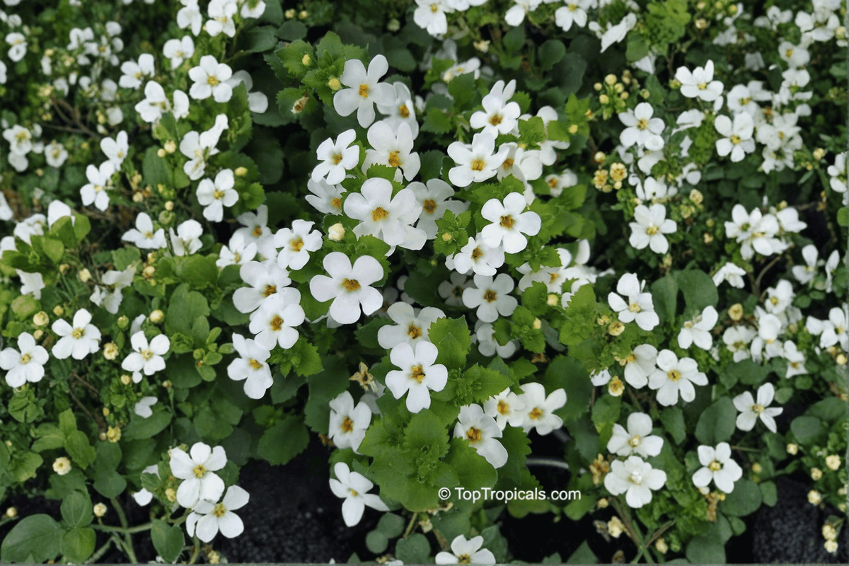 Snowflake Bacopa Sutera cordata ‘Snowflake’ – 1 Live Plant in 4-Inch Pot