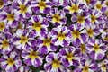 Candy Shop Grape Splash Calibrachoa Million Bells - 4-Inch Pot