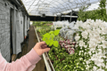 Dwarf Everbearing Mulberry Morus 'Dwarf Everbearing' Starter Plants - 2 Live